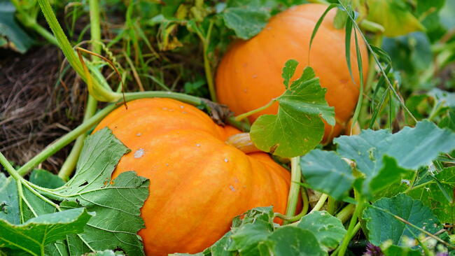 Winter Squash How to Plant, Grow, Harvest, and Cure Winter Squash